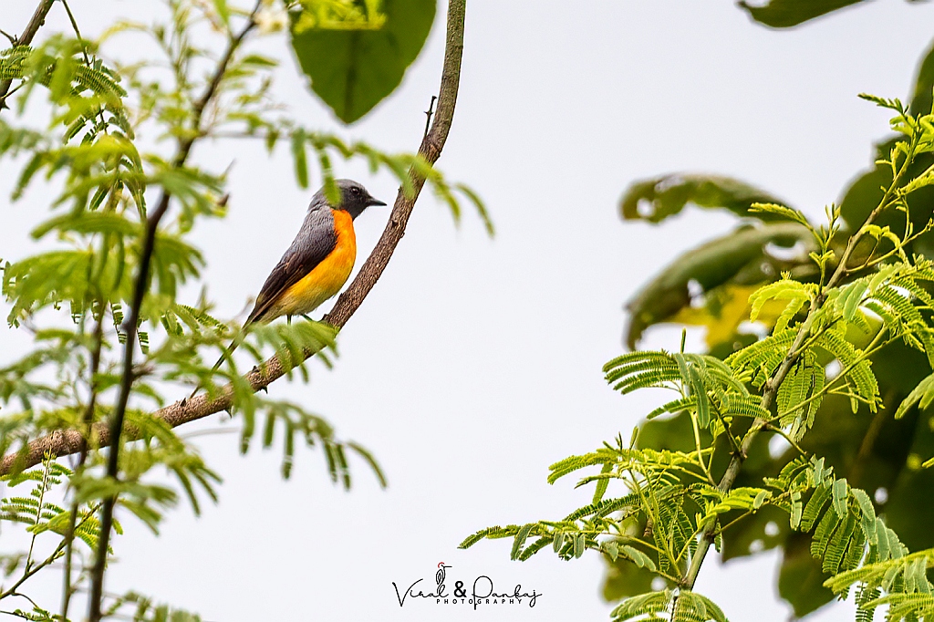 Small Minivet